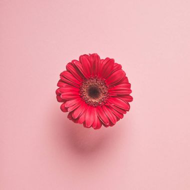 close-up view of beautiful red gerbera flower isolated on pink clipart