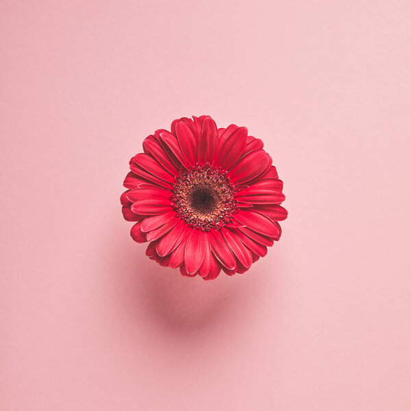 close-up view of beautiful red gerbera flower isolated on pink