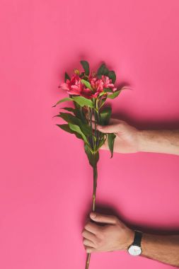 atış Alstroemeria çiçekler, anneler günü kavramı dalı tutan adamın kırpılmış