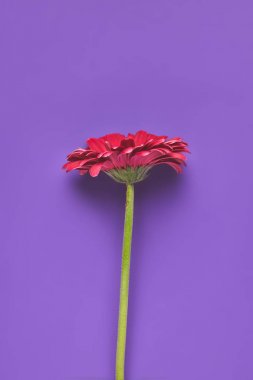 Tek Gerbera çiçek üstten görünüm mor, anneler günü kavramı