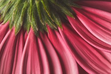 tam kare makro Gerbera çiçek yaprakları, anneler günü kavramı vurdu