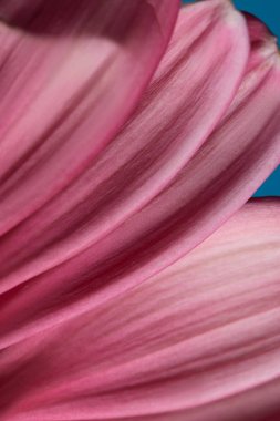 macro shot of Gerbera flower petals on blue, mothers day concept clipart