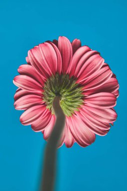Gerbera çiçek mavi, anneler günü kavramı üzerinde yakın çekim vurdu