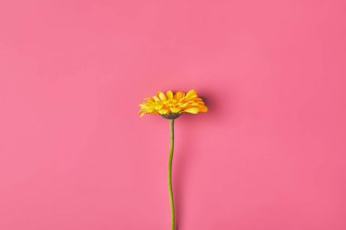 Tek Gerbera çiçek üstten görünüm pembe, anneler günü kavramı