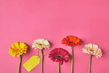 renkli Gerbera çiçekleri satırda boş etiketi ile üstten görünüm pembe, anneler günü kavramı