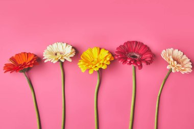 top view of colorful Gerbera flowers in row on pink, mothers day concept clipart
