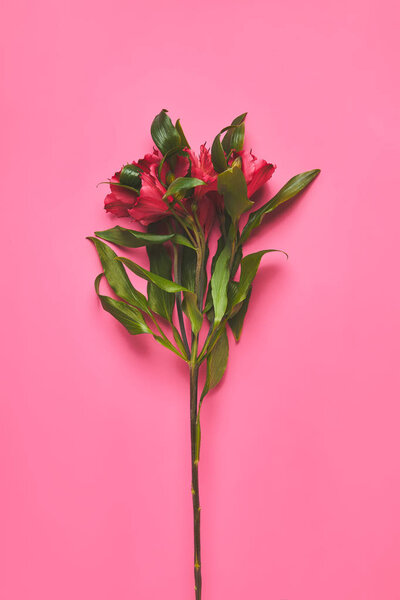 top view of branch of Alstroemeria flowers on pink, mothers day concept