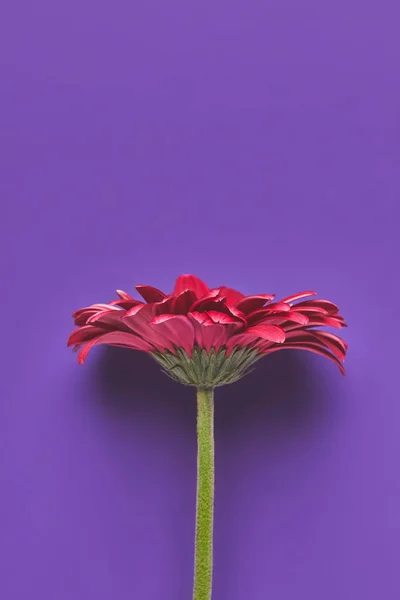 Κάτοψη Του Όμορφο Ενιαίο Λουλούδι Ζέρμπερα Μοβ Μητέρες Ημέρα Έννοια — Φωτογραφία Αρχείου