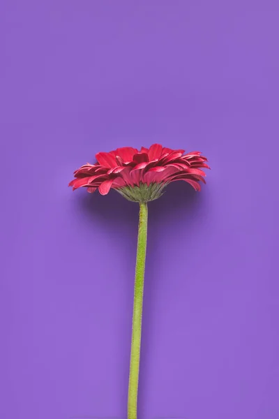 Vista Superior Flor Única Gerbera Roxo Conceito Dia Das Mães — Fotografia de Stock