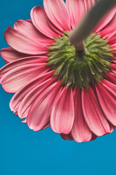 close-up shot of beautiful Gerbera flower on blue, mothers day concept