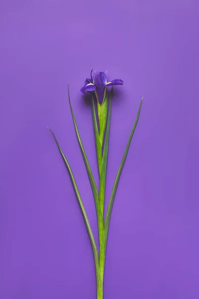 Vedere Sus Unei Singure Flori Iris Violet Conceptul Mamei — Fotografie, imagine de stoc