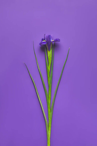 вид сверху на одиночный цветок радужной оболочки на фиолетовый, концепция Дня матери
