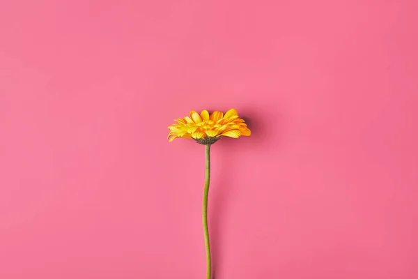 Вид Сверху Один Цветок Gerbera Розовый День Матери Концепции — стоковое фото