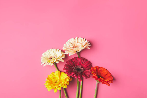 top view of bunch of beautiful Gerbera flowers on pink, mothers day concept