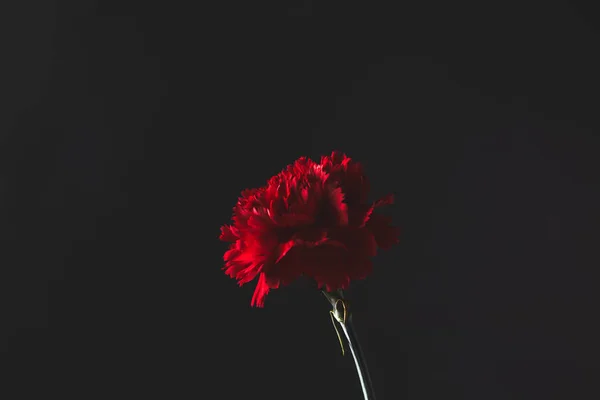 Piękny Kwiat Goździk Czarny Koncepcja Dzień Matki — Zdjęcie stockowe