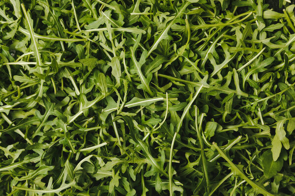 top view of green ripe arugula leaves 