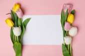 Barevné tulipány s prázdného papíru izolované na růžové