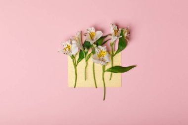 Boş kağıt üzerinde pembe izole Alstromeria çiçekler