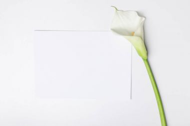 Boş kağıt üzerinde beyaz izole ile beyaz calla çiçek