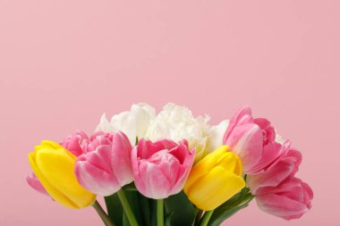 Tender blooming colorful tulips isolated on pink background clipart