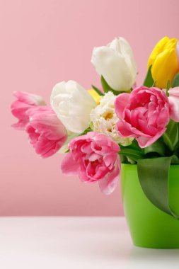 Tender blooming tulips in vase on pink background clipart