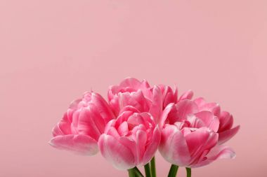 Bouquet of spring tulips isolated on pink background clipart