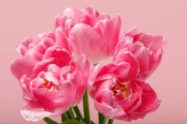 tulips clipart