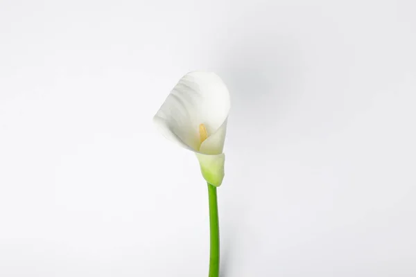 Біла Квітка Кали Ізольована Білому — стокове фото