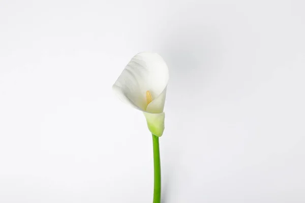 Witte Calla Bloem Geïsoleerd Wit — Stockfoto