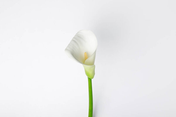 White calla flower isolated on white