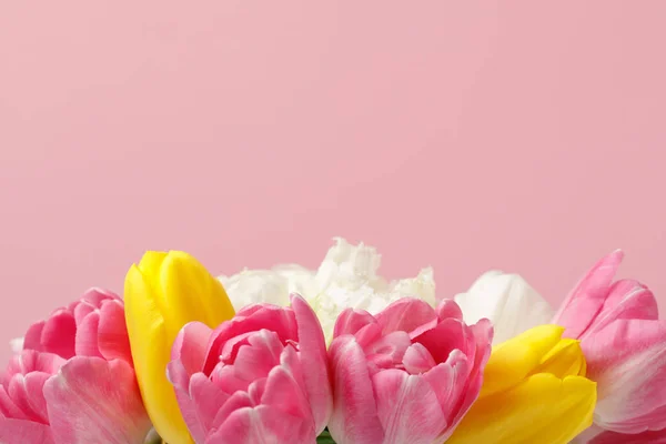 Frühling Blumen Tulpen Isoliert Auf Rosa Hintergrund — Stockfoto