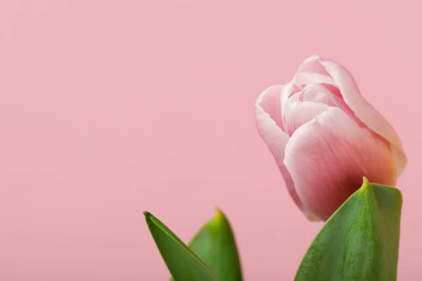 Primavera Flor Tulipa Isolado Fundo Rosa — Fotografia de Stock