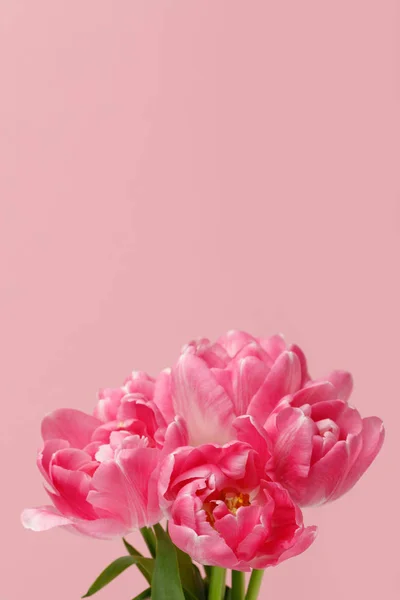 Boeket Van Lente Tulpen Geïsoleerd Roze Achtergrond — Stockfoto