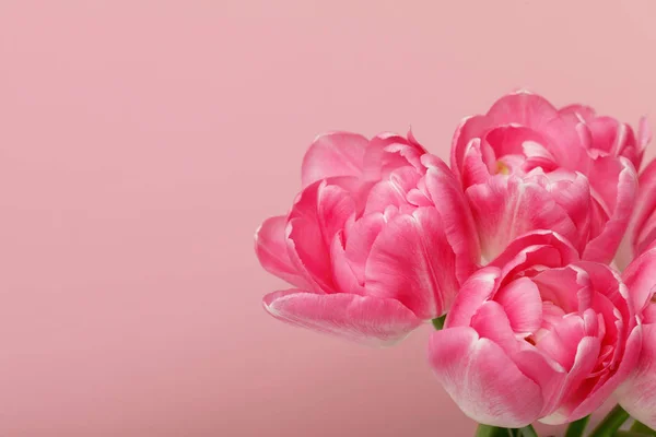 Rózsaszín Háttér Elszigetelt Virágzó Tulipán Csokor — Stock Fotó