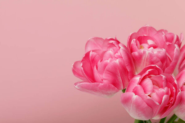 Bouquet of blooming tulips isolated on pink background