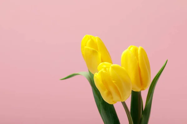 Ramo Tulipanes Amarillos Aislados Sobre Fondo Rosa — Foto de Stock