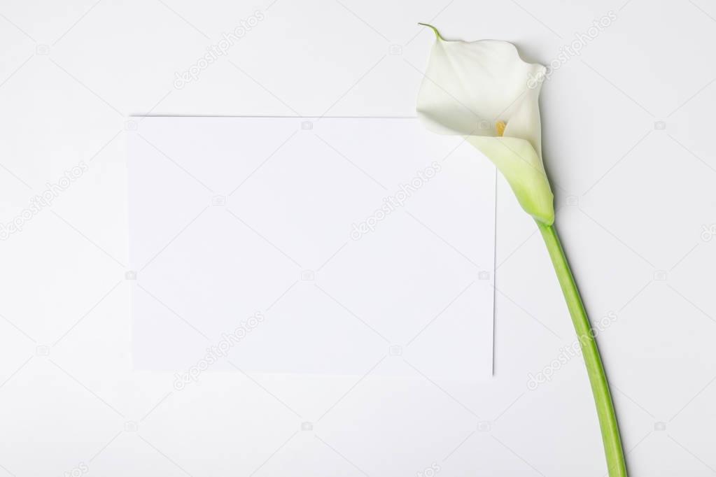 White calla flower with blank paper isolated on white