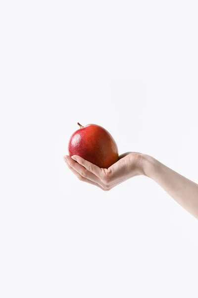 Tiro Cortado Mulher Segurando Frutas Manga Mão Isolado Branco — Fotografia de Stock