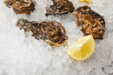 Cooled oysters refrigerated on ice with lemon  clipart