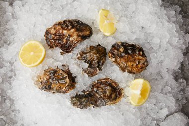 Large oysters served with lemons on ice clipart