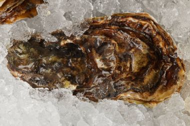 Buzda soğutulmuş gurme deniz ürünleri istiridye