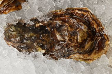 Gourmet seafood oyster chilled on ice clipart