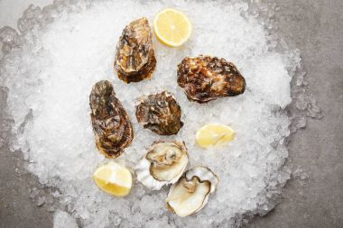 Cooled oysters served with lemons on ice clipart