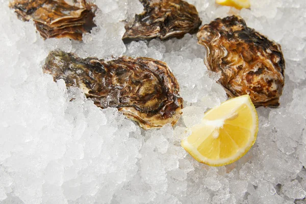 Cooled Oysters Refrigerated Ice Lemon — Free Stock Photo