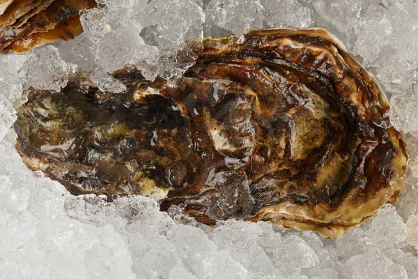 Gourmet Seafood Oyster Chilled Ice — Stock Photo, Image