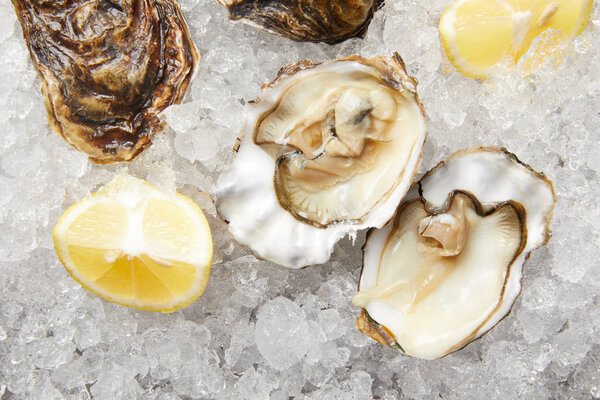 Fresh oysters and lemon slices on ice