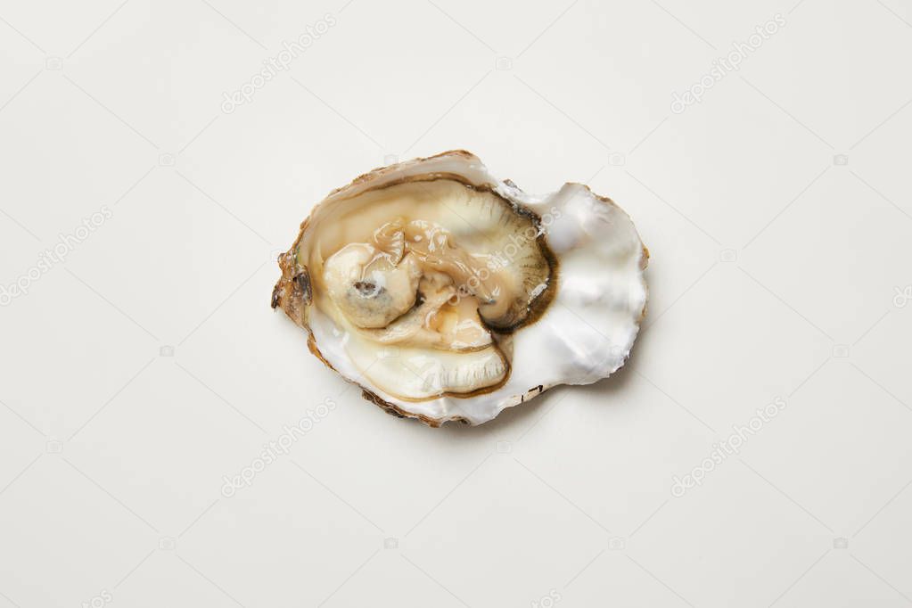Open fresh oyster clam isolated on white