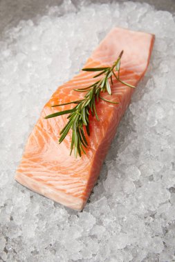 close-up shot of slice of red fish with rosemary branch on crushed ice clipart