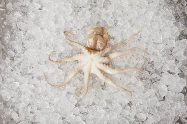 top view of raw octopus on crushed ice clipart