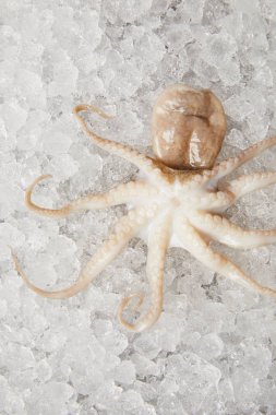 close-up shot of raw octopus on crushed ice clipart